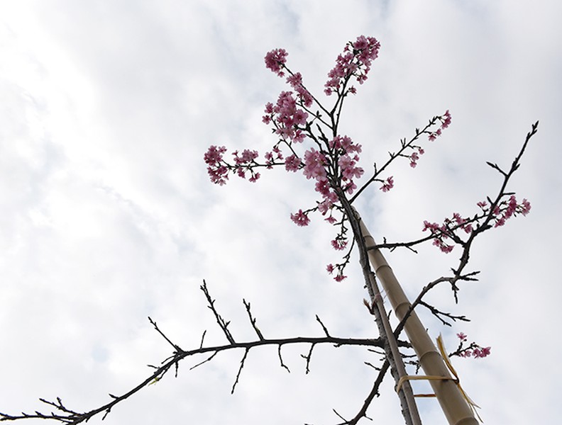 Anh đào Nhật Bản nở hoa, rực rỡ khoe sắc tại Hà Nội